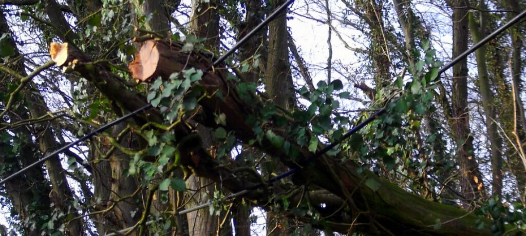 Nettetal – Telefonleitung von Baum bedroht