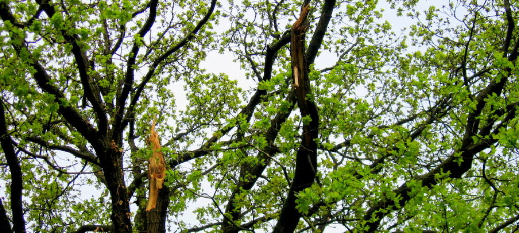 Gefahr durch möglichen Astschlag