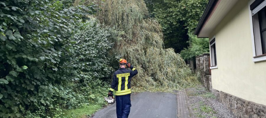 Baum am Quellengrund umgestürzt